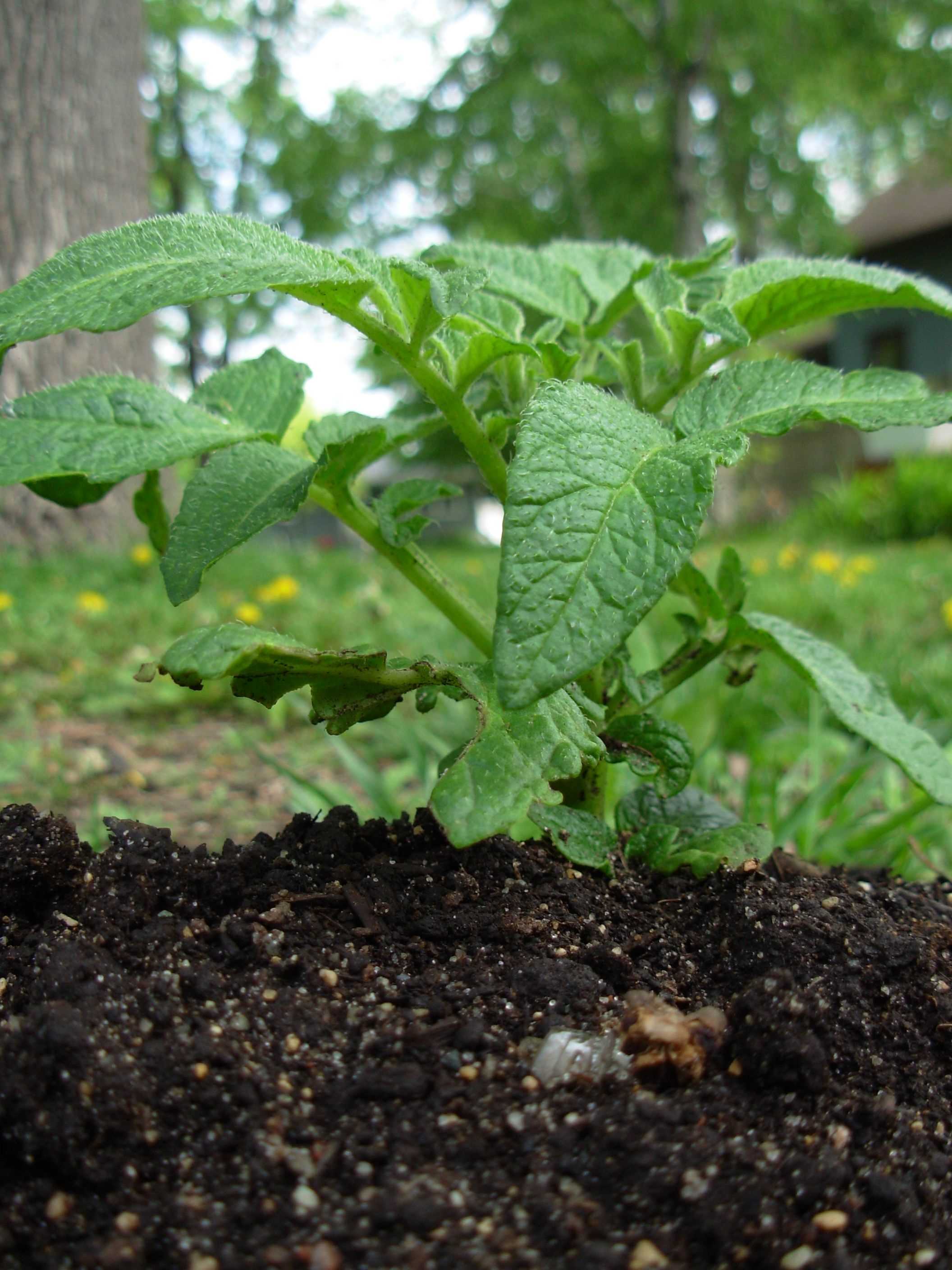 potato plant image